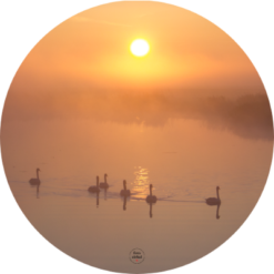 Muurcirkel Zwanen in de mist