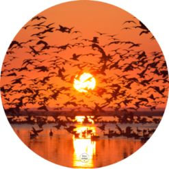 Muurcirkel Zonsopkomst met Ganzen
