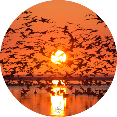 Muurcirkel Zonsopkomst met Ganzen