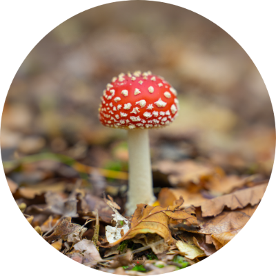 Muurcirkel Herfst Paddestoel